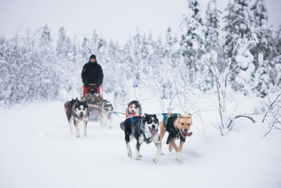Rovaniemi: Self-Driving Husky Tour 7-kilometers - The Value and Why It’s Worth Considering