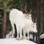 Rovaniemi: Visit Authentic Family-owned Reindeer Farm - Who This Tour Is Perfect For