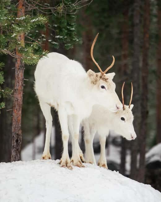 Rovaniemi: Visit Authentic Family-owned Reindeer Farm - Who This Tour Is Perfect For