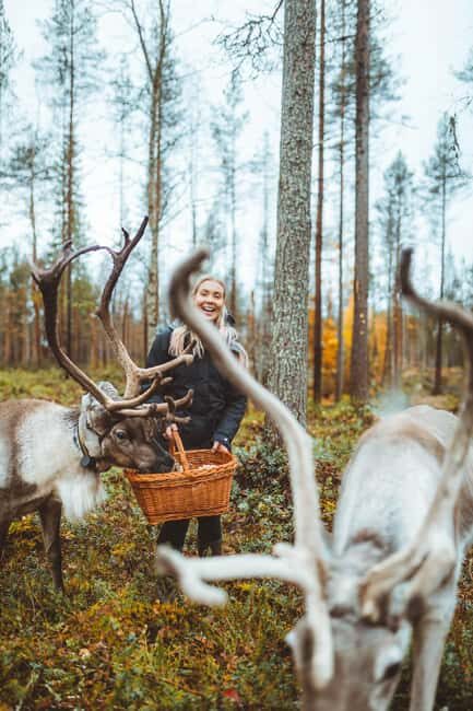 Rovaniemi: Walk with Reindeer - Value for Money and Additional Details