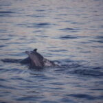 Rovinj: Sunset Lim Fjord Tour with BBQ, Swimming & Dolphins - Why This Tour Offers Good Value