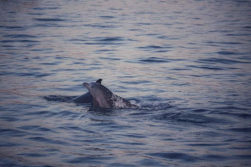 Rovinj: Sunset Lim Fjord Tour with BBQ, Swimming & Dolphins - Why This Tour Offers Good Value