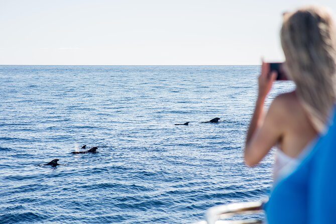 Royal Delfin - 2Hour Sustainable Dolphin & Whale Watching Mini Cruise - The Itinerary and What to Expect