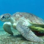 Royal Sea Scope Semi Submarine - Marsa Alam - What Reviewers Love Most