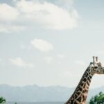 Ruaha National Park And Mikumi National Park Budget Safari 6 Days 5 Nights - What’s Included and What’s Not