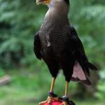 Ruhla: Ticket for a flight show with eagles, owls, and more. - Why This Experience is Worth It