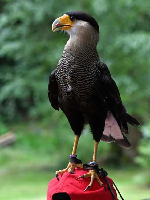 Ruhla: Ticket for a flight show with eagles, owls, and more. - Why This Experience is Worth It