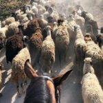 Rural Horse Riding Adventure - A Closer Look at the Tour Experience