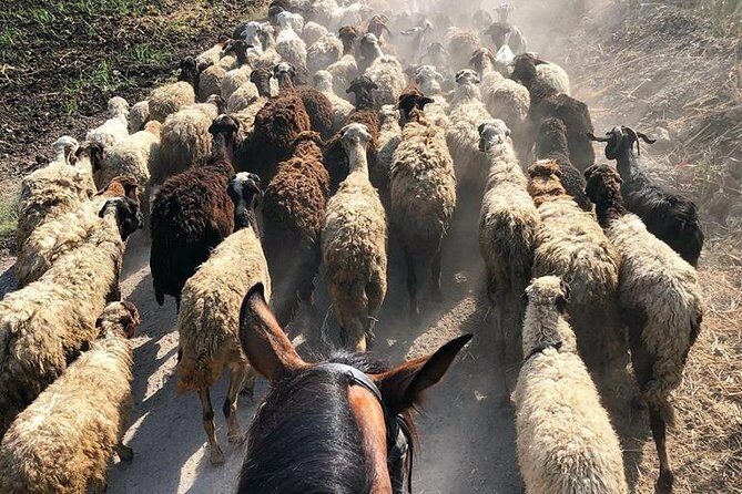 Rural Horse Riding Adventure - A Closer Look at the Tour Experience