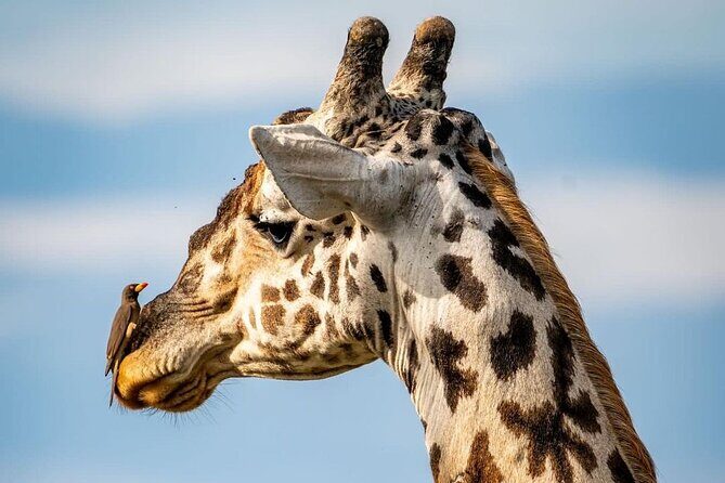 Saadani National Park Day Tour - Practical Tips for the Day