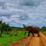 Sabi Sand Sunset Safari - Who Should Book This Tour?