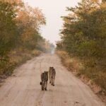 Sabie Game Reserve Sunset Safari Tour with Sundowners - Transportation, Group Size, and Cost