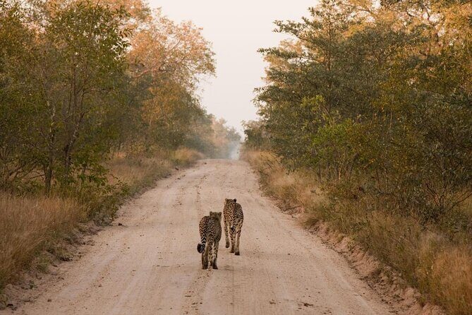 Sabie Game Reserve Sunset Safari Tour with Sundowners - Transportation, Group Size, and Cost