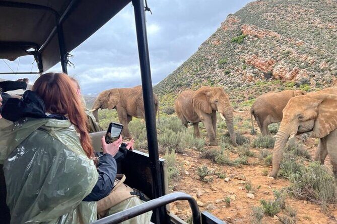 SAFARI Aquila Game Reserve - Round trip + Lunch incl. (Cape Town) - Value and Pricing