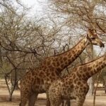safari at the bandia reserve - Why You Should Consider This Tour