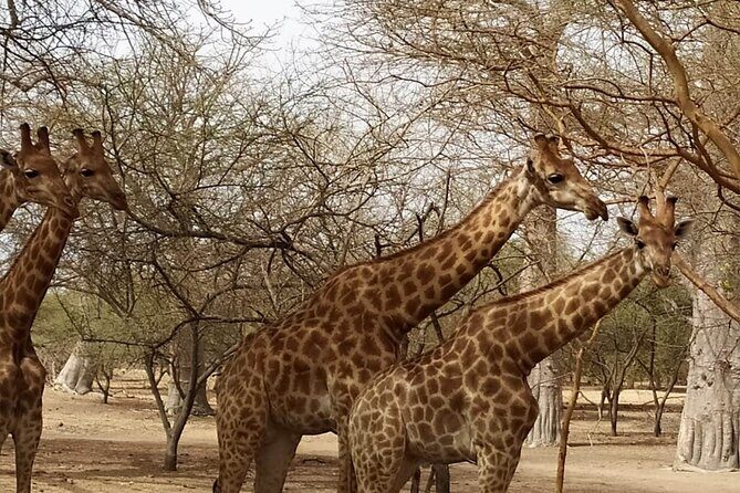safari at the bandia reserve - Why You Should Consider This Tour