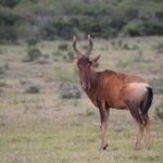 Safari Cycle and !Khwa ttu San Heritage Experience - Who Will Love This Tour?