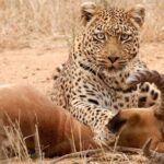 Safari Excelente y Safari lujos Tanzania - The Experience: What You Can Expect