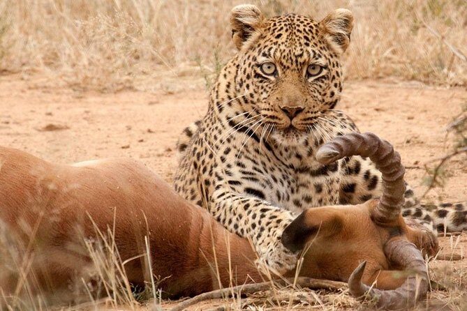 Safari Excelente y Safari lujos Tanzania - The Experience: What You Can Expect