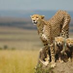 Safari Experience at Rhino & Lion Park - Who Would Love This Tour?