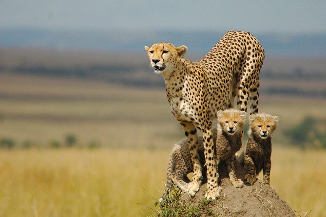 Safari Experience at Rhino & Lion Park - Who Would Love This Tour?