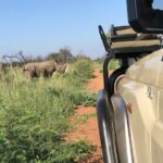 Safari Game Drive: Dinokeng Game Reserve - Who Should Book This Tour?