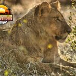Safari Game Drive in the Savannah with Hotel pickup 3 times daily - The Sum Up