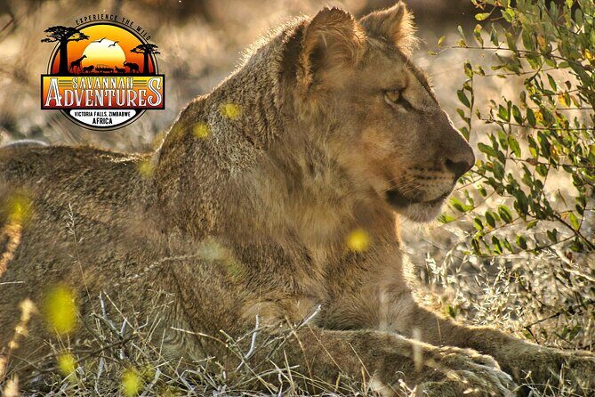 Safari Game Drive in the Savannah with Hotel pickup 3 times daily - The Sum Up