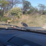 Safari Game Drive in Zambezi National Park - Authentic Experiences from Travelers