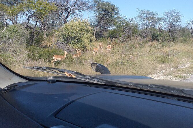 Safari Game Drive in Zambezi National Park - Authentic Experiences from Travelers