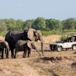 Safari Game Drive in Zambezi National Park with Hotel Pickup - Why This Tour Offers Great Value