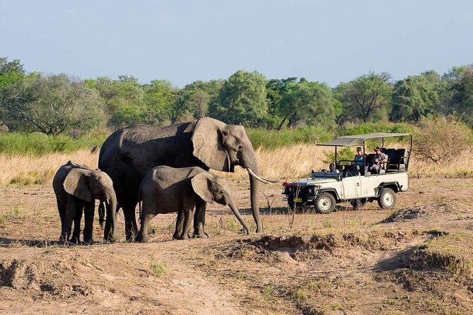 Safari Game Drive in Zambezi National Park with Hotel Pickup - Why This Tour Offers Great Value