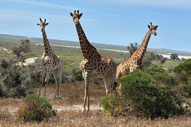 Safari Game Drive - Yzerfontein - What travelers love about this safari