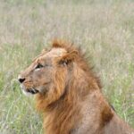 Safari In Nairobi Kenya National Park Half day Tour - The Value of a City-Edge Safari