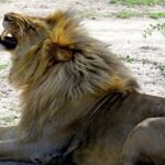 Safari in Tanzania 5 days: Manyara, Ngorongoro, Serengeti - Guides and Experience Quality