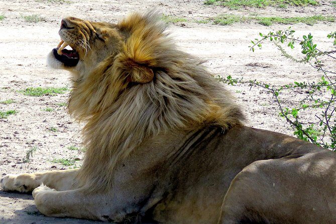 Safari in Tanzania 5 days: Manyara, Ngorongoro, Serengeti - Guides and Experience Quality