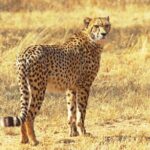 Safari in the Kruger National Park - 4 Days-all Inclusive & private - Worth the Price?