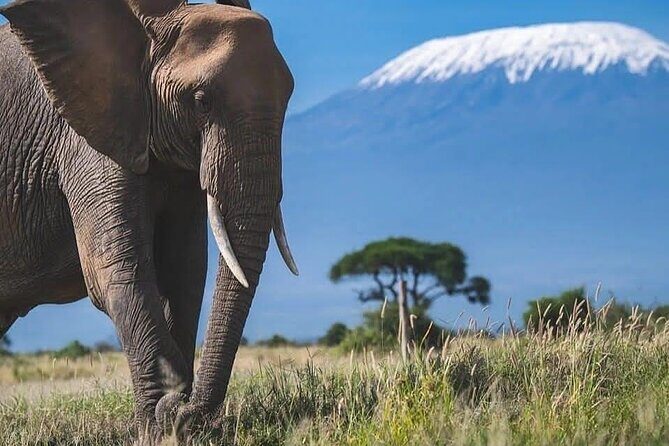 Safari in Tsavo and Amboseli for 5 Days and 4 Nights - Why You Should Consider This Safari