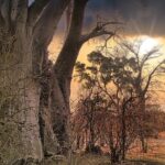 Safari in Victoria Falls and Zambezi National Park - The Itinerary in Detail