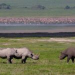 Safari "Kifaru" - 5 days in the most famous Parks in the world - Practical Insights: What You Can Expect