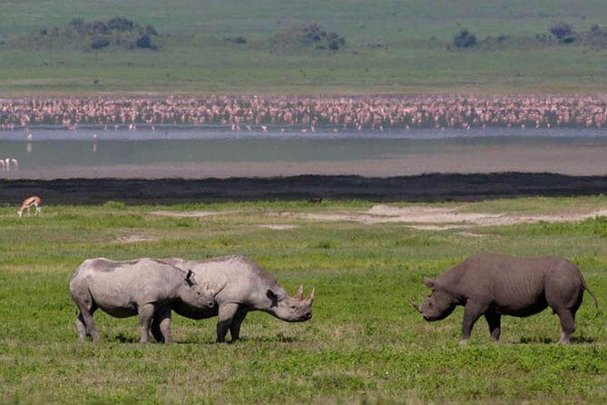 Safari "Kifaru" - 5 days in the most famous Parks in the world - Practical Insights: What You Can Expect