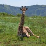 Safari & PheZulu Village Day Tour from Durban - Tala Game Reserve: An Intimate Wildlife Safari