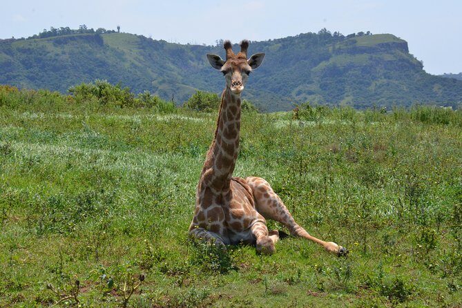Safari & PheZulu Village Day Tour from Durban - Tala Game Reserve: An Intimate Wildlife Safari