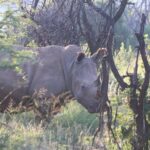 Safari Pilanesberg Nature Reserve & Monkey Sanctuary - Lunch at Zebra Crossing Restaurant