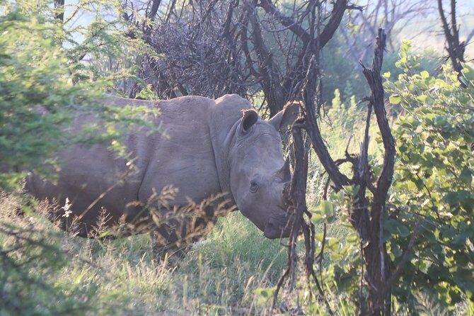 Safari Pilanesberg Nature Reserve & Monkey Sanctuary - Lunch at Zebra Crossing Restaurant