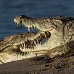 Safari Serengeti And Ngorongoro - Why This Tour Offers Great Value