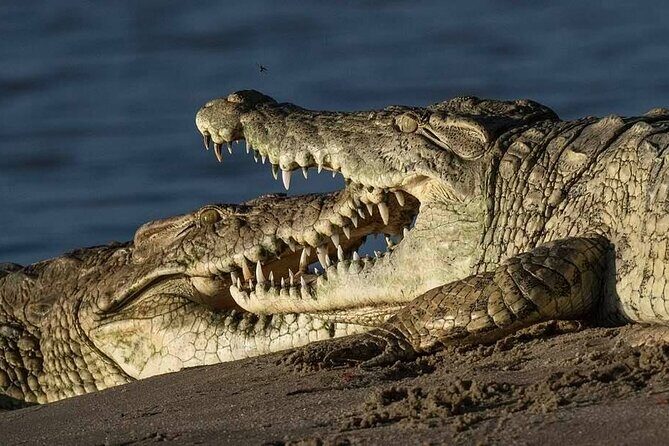 Safari Serengeti And Ngorongoro - Why This Tour Offers Great Value