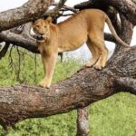 Safari Tour : Nairobi National Park - The Practicalities: What’s Included and What’s Not