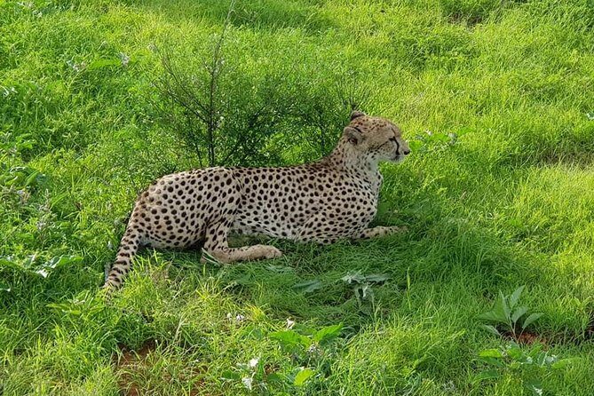 Safari-Tsavo east national park -2 days 1 night - Reviews and Authentic Insights