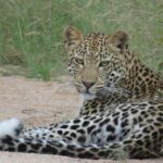Safaris in Kruger National Park Full Day - The Value of This Experience